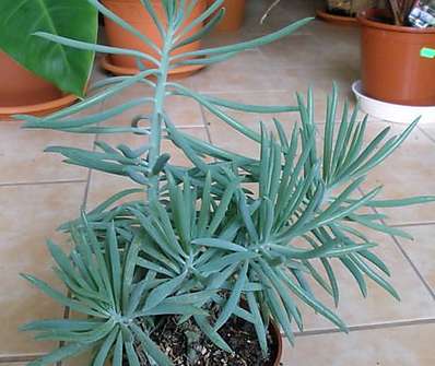 Senecio