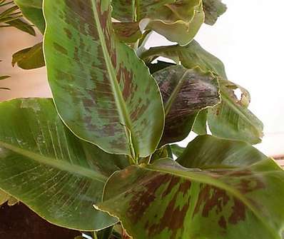 Musa