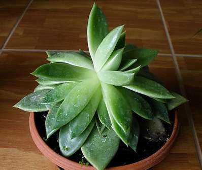 Echeveria Miranda