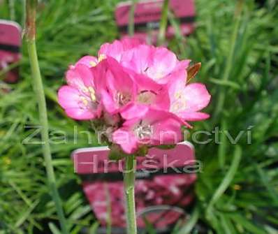 Armeria maritima Armanda Rose