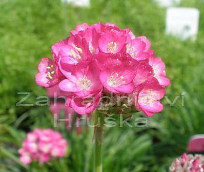 Armeria maritima Armanda Rose