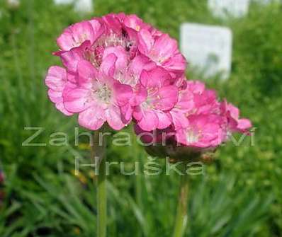 Armeria maritima Armanda Rose