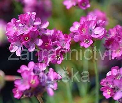 Armeria maritima Armanda Rose