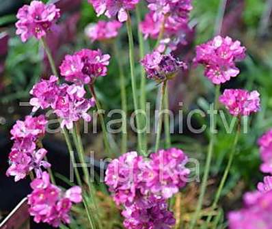 Armeria maritima Armanda Rose