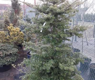 jedle - Abies koreana