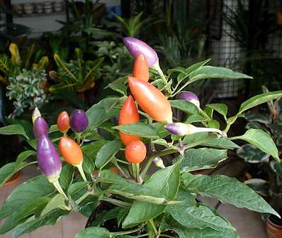 Capsicum