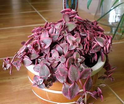 Crassula v keramice