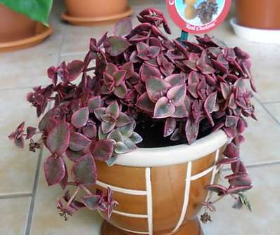 Crassula v keramice