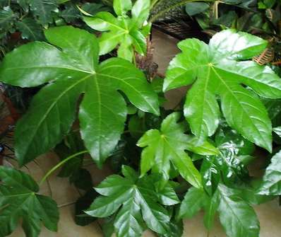 Fatsia japonica