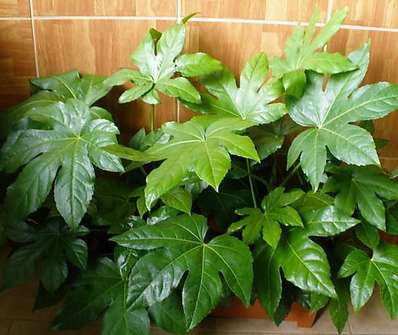 Fatsia japonica