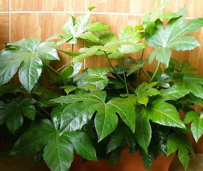 Fatsia japonica