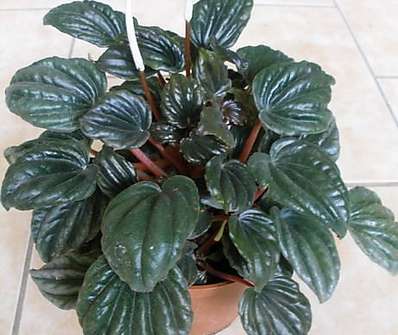 Peperomia.