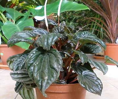 Peperomia.