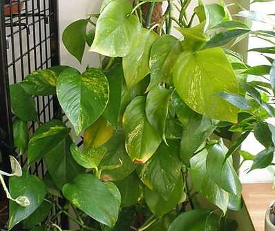 Scindapsus
