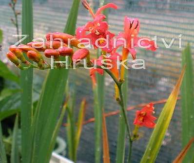 Crocosmia masoniorum Lucifer
