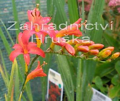 Crocosmia masoniorum Lucifer