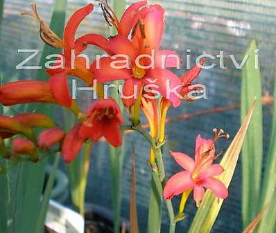 Crocosmia masoniorum Lucifer