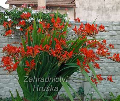 Crocosmia masoniorum Lucifer