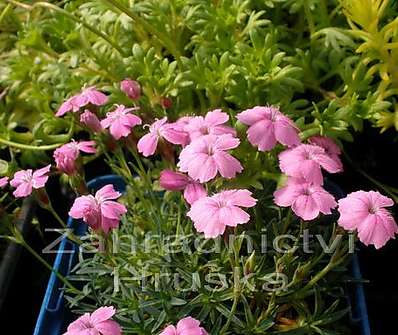 Dianthus microlepis
