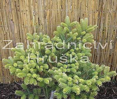 jedle - Abies koreana 'Aurea'