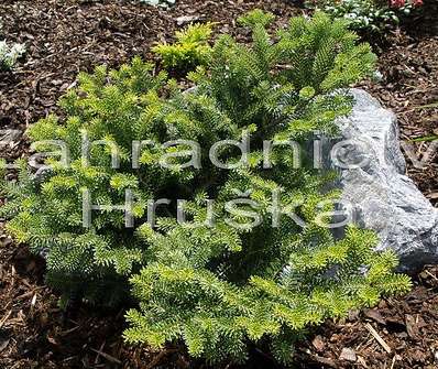 jedle - Abies koreana 'Aurea'