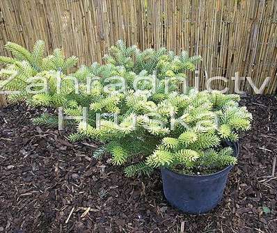 jedle - Abies koreana 'Aurea'