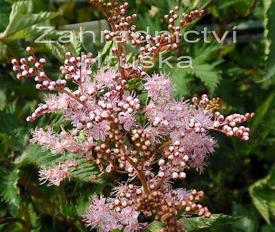 Filipendula palmata Nana