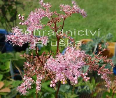 Filipendula palmata Nana