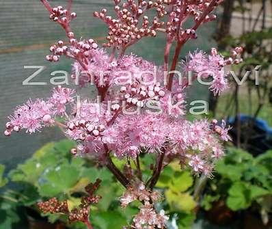 Filipendula palmata Nana