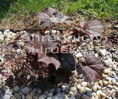 Heuchera americana Palace Purple