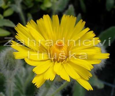 Hieracium villosum
