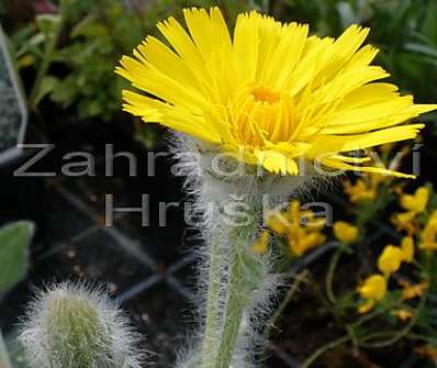 Hieracium villosum
