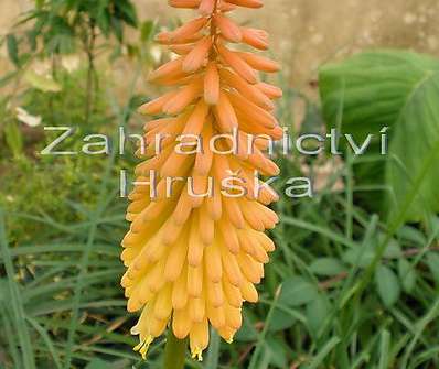 Kniphofia Alcazar