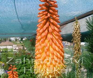 Kniphofia Alcazar