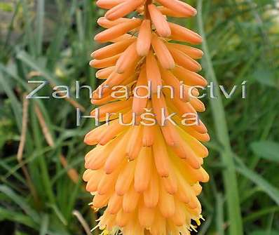 Kniphofia Alcazar