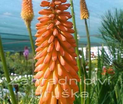 Kniphofia Alcazar