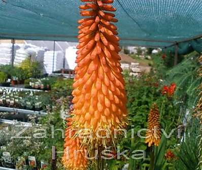 Kniphofia Alcazar