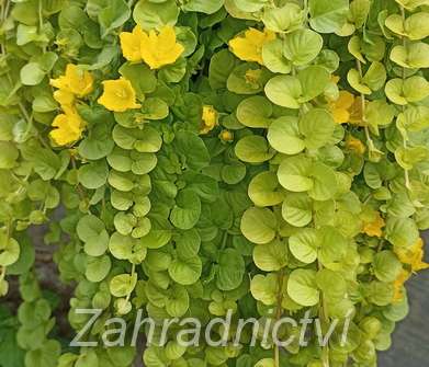 Lysimachia nummularia Aurea