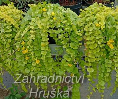 Lysimachia nummularia Aurea