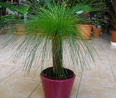 Scirpus
