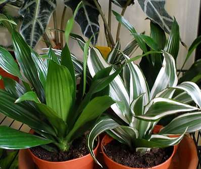 Dracena..