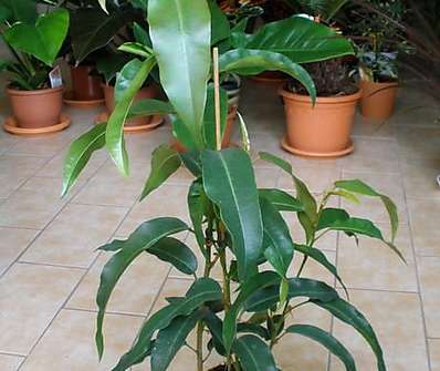 Ficus Bin Alli