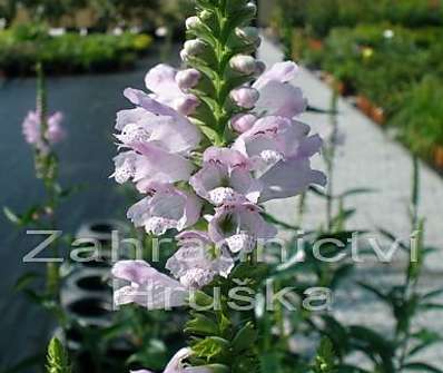 Physostegia virginiana Crystal Peak Rose