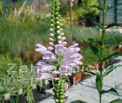 Physostegia virginiana Crystal Peak Rose