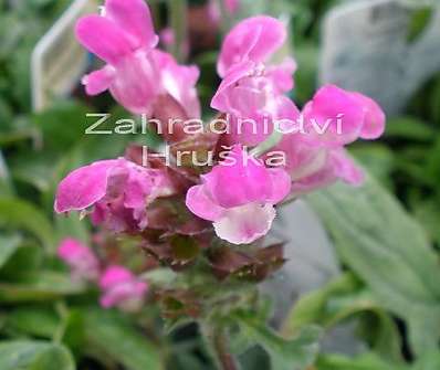 Prunella grandiflora Carminea