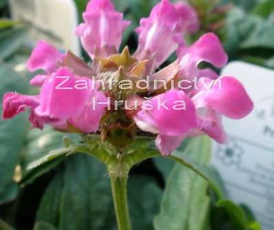 Prunella grandiflora Carminea