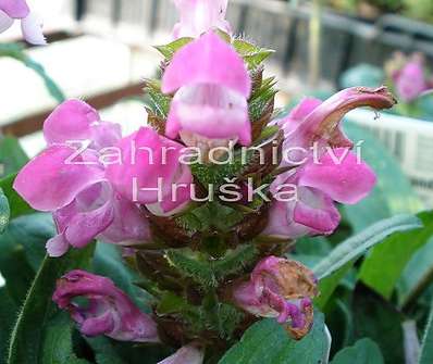 Prunella grandiflora Carminea
