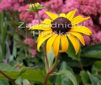 Rudbeckia fulgida Goldsturm