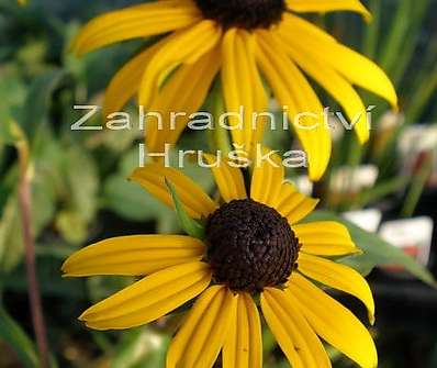 Rudbeckia fulgida Goldsturm