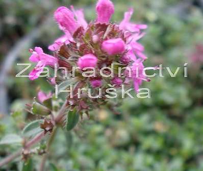 Thymus pracox Coccineus